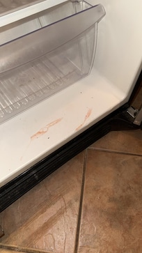 Fridge not cleaned