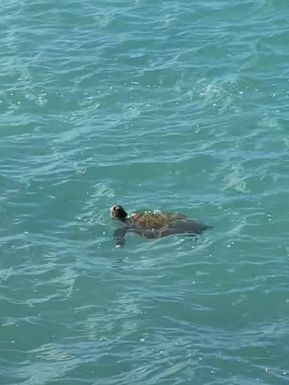 One of many turtles we saw swimming by the condo.
