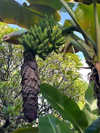 敷地内にはバナナやプルメリアの木が沢山ありました。