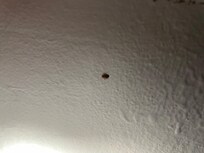 Bedbugs on other walls