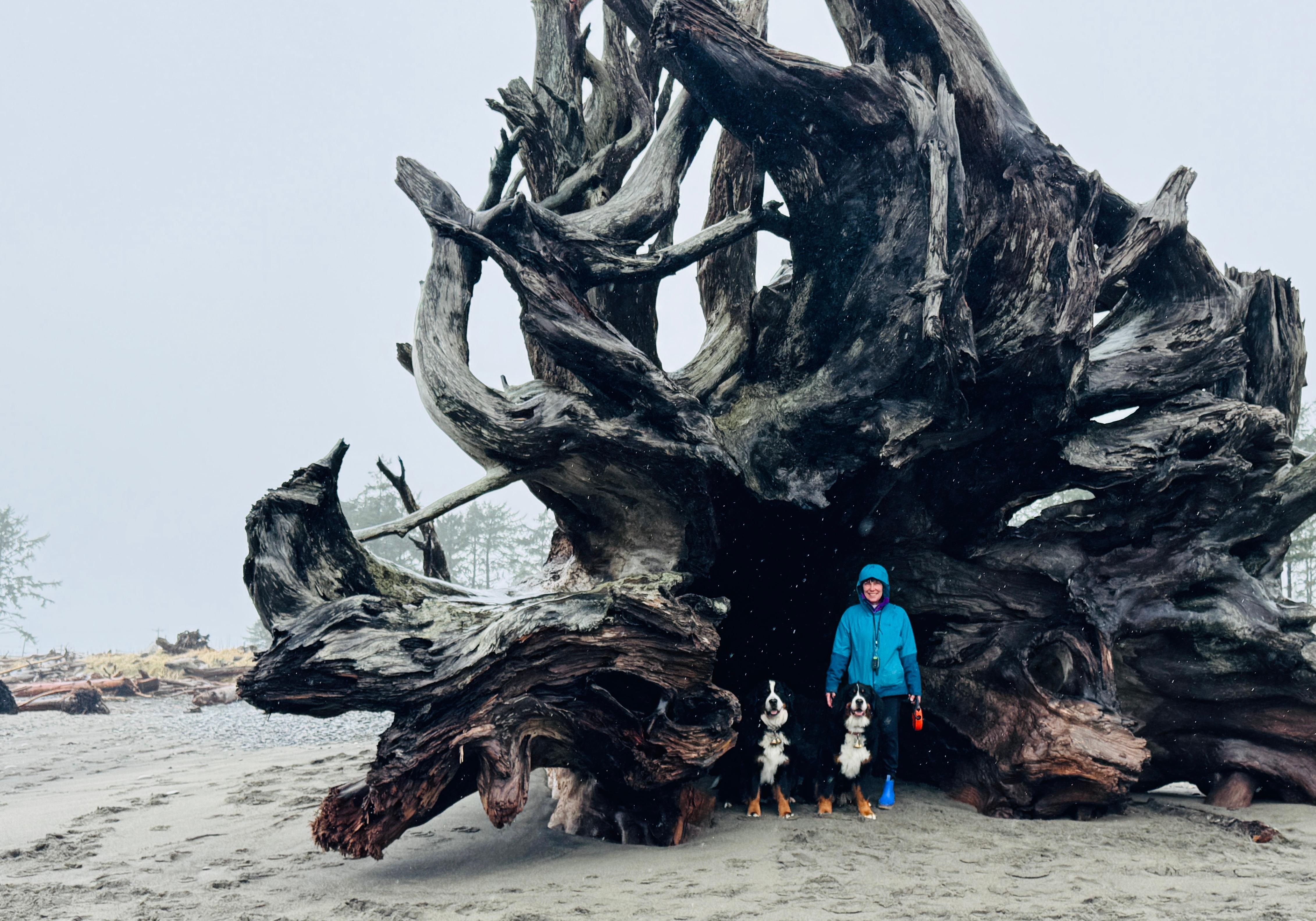 giant old growth logs washed up on the beach