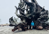 giant old growth logs washed up on the beach