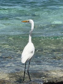 Beach outside the condo