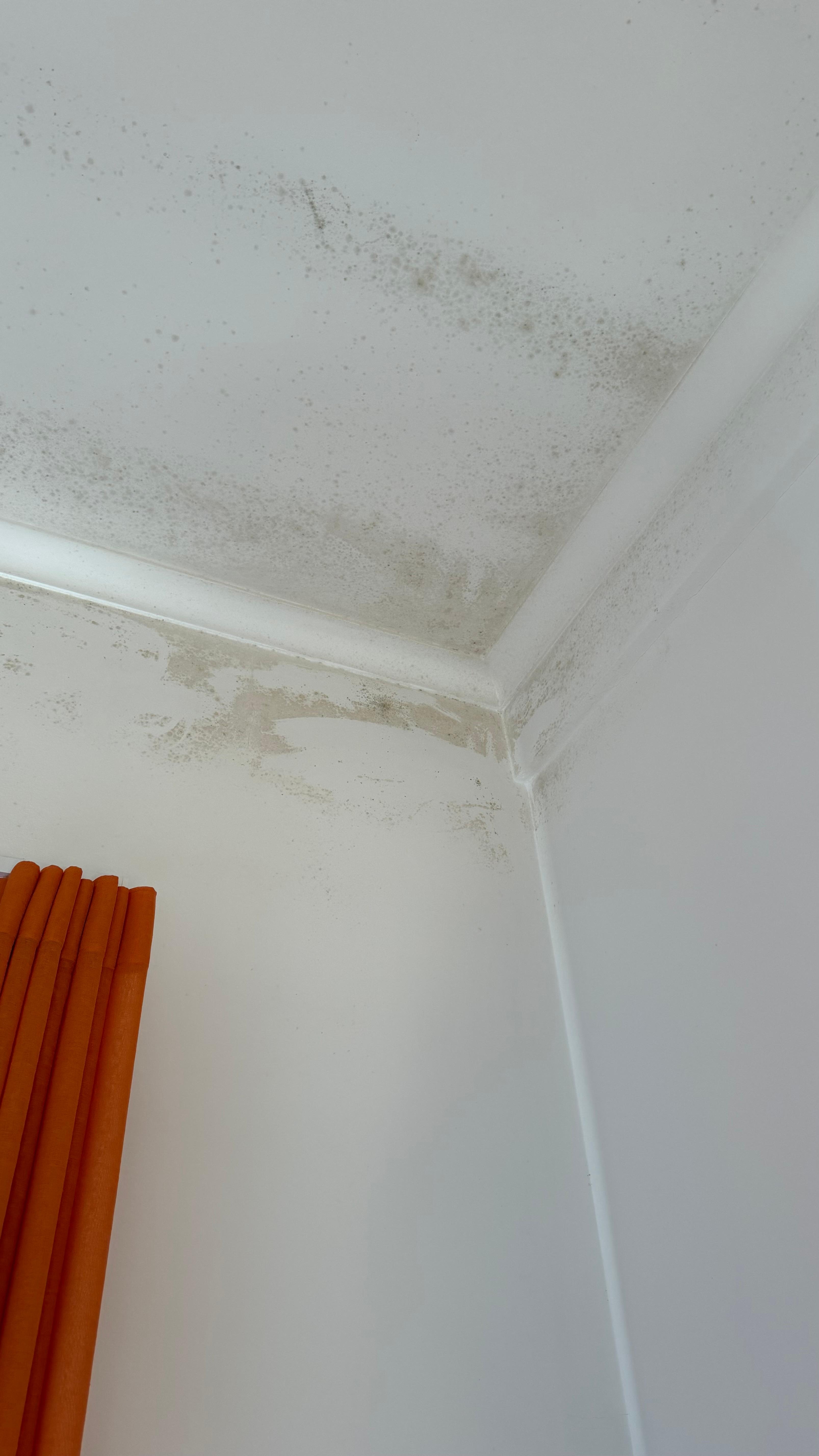 Moldy ceiling 