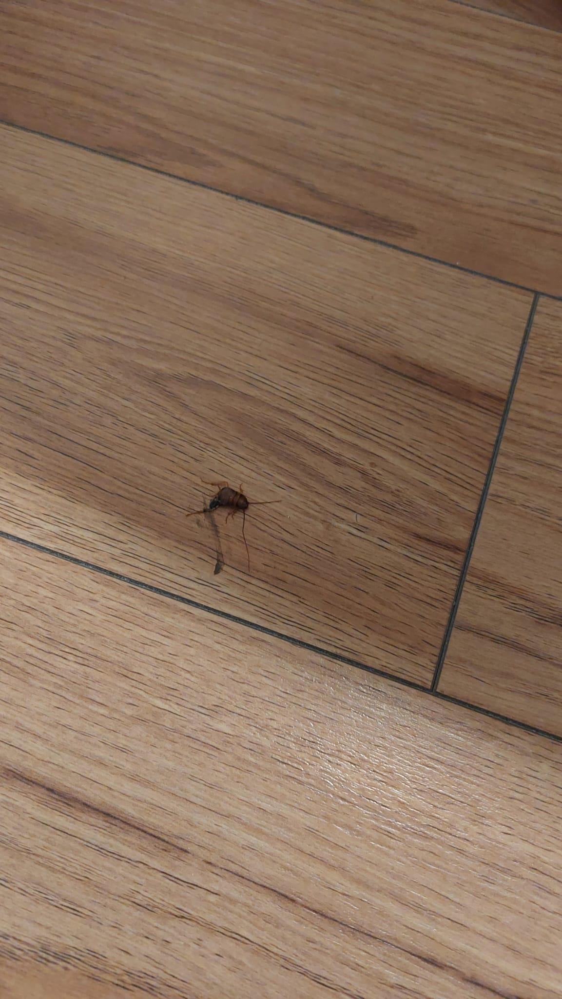Another cockroach in the hotel room