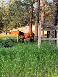 Horses near by, watched hawks hunt in the pasture, and a fox too