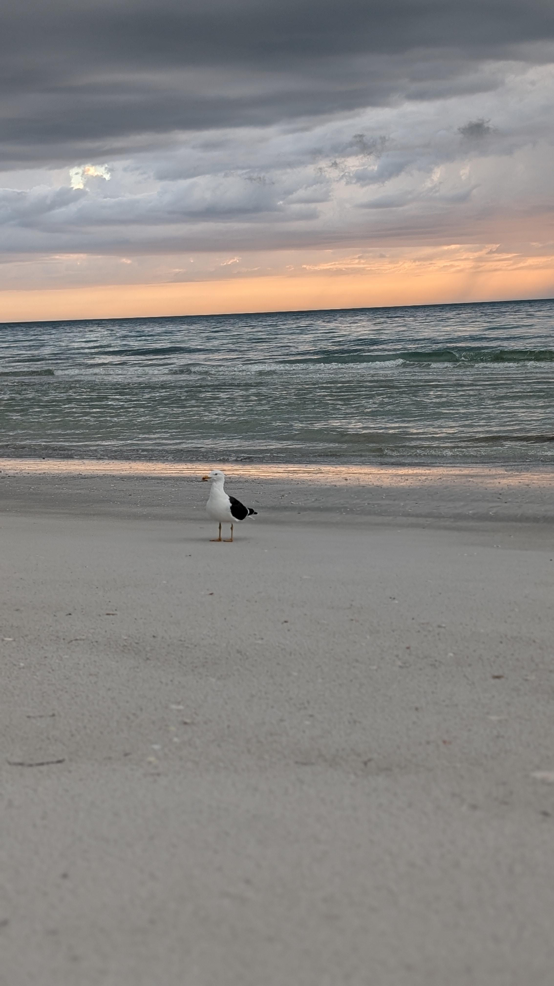 Belleair Beach 