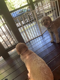 The dogs wanting to be set free so they roam and check out the area.