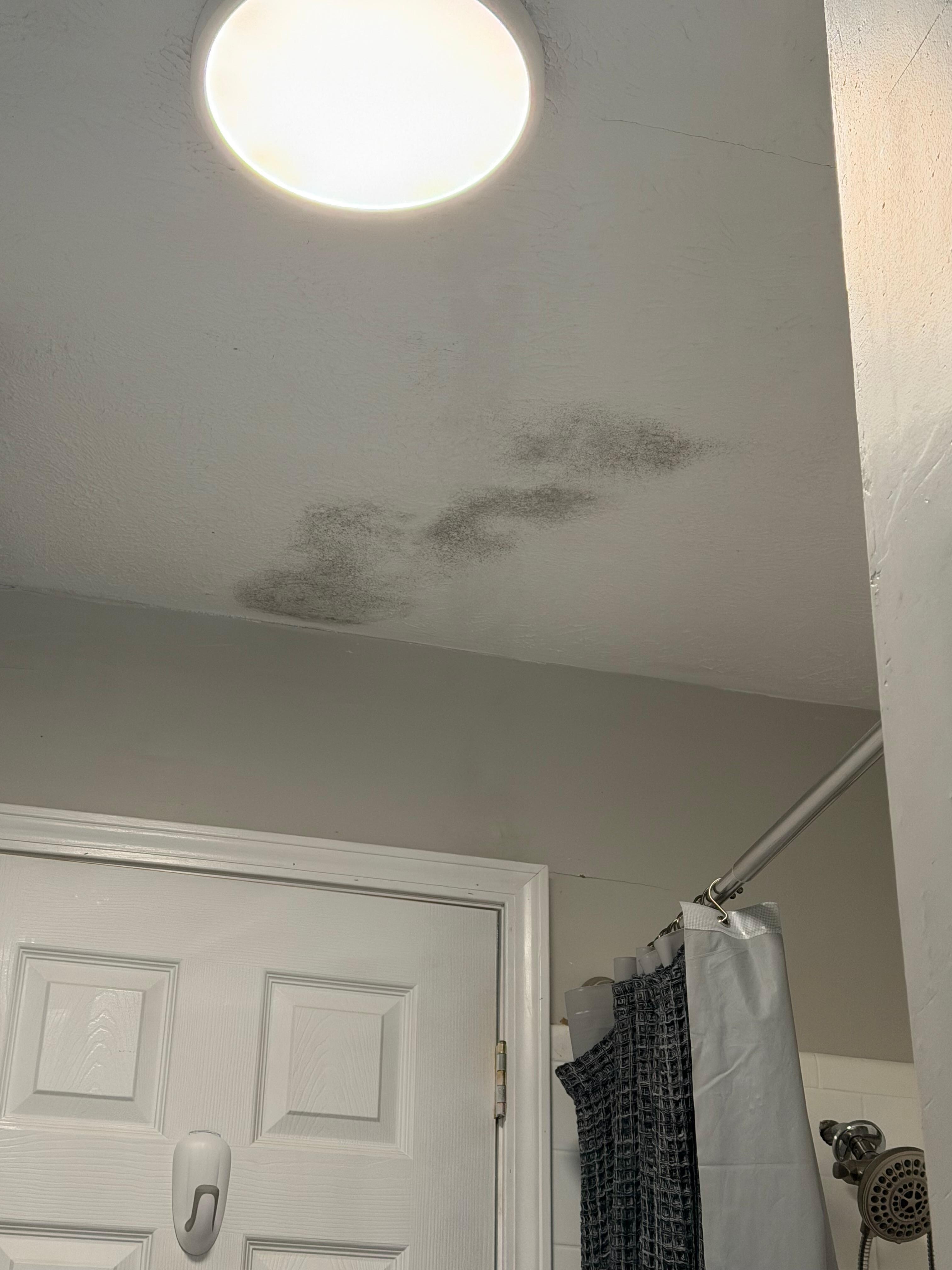 Black mold in the bathroom on ceiling 