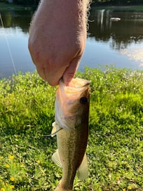 Small bass caught by one of the kids