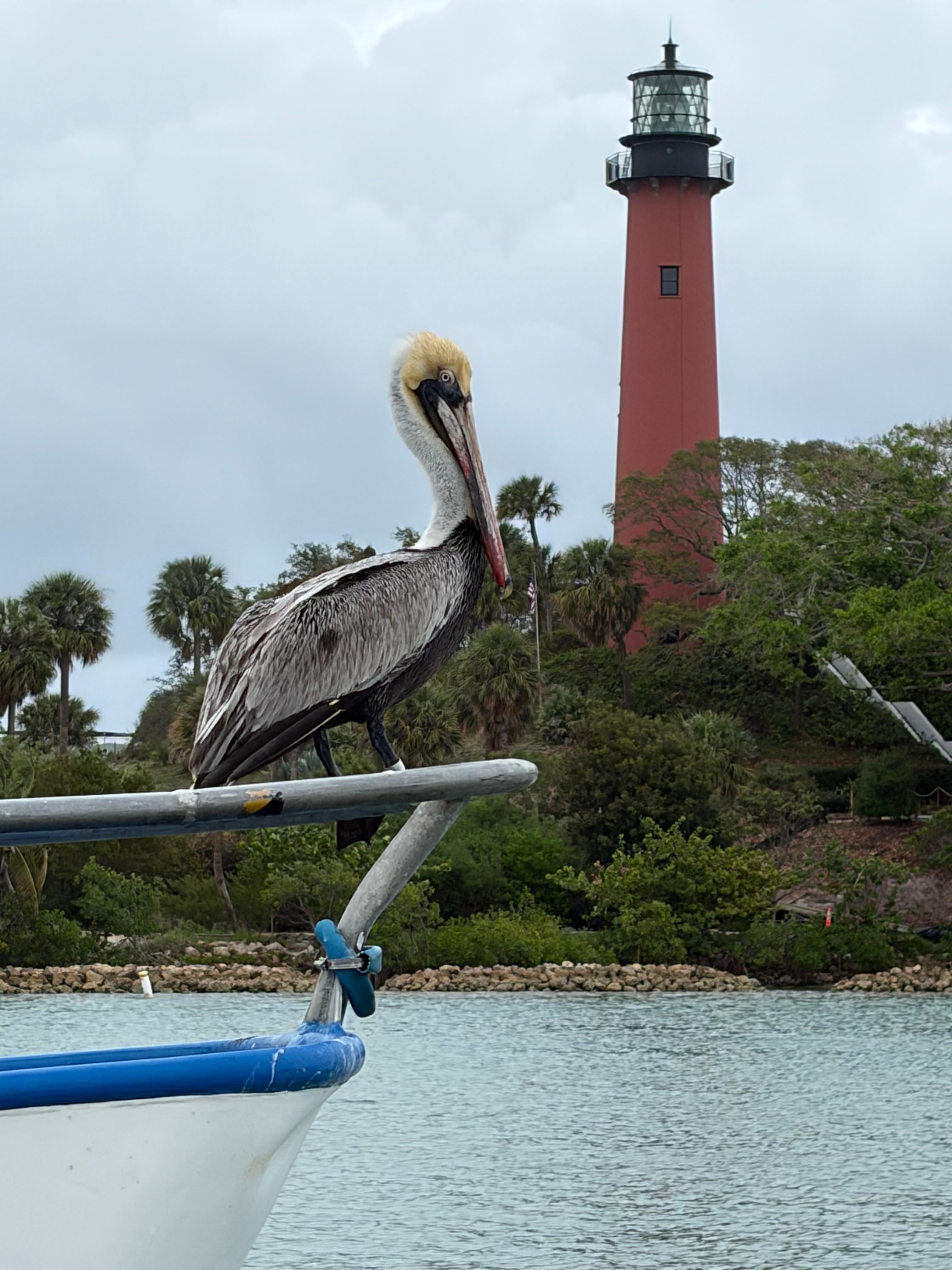 Pelican at the nearby Jupiter lighthouse