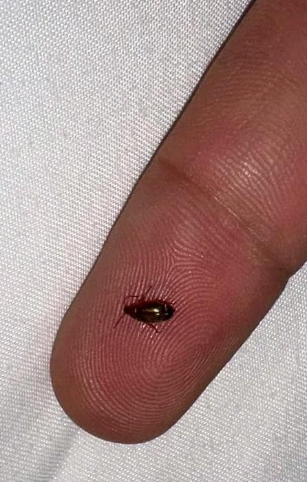 Killed 3 of these within a half hour of arriving