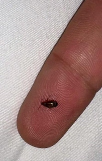 Killed 3 of these within a half hour of arriving