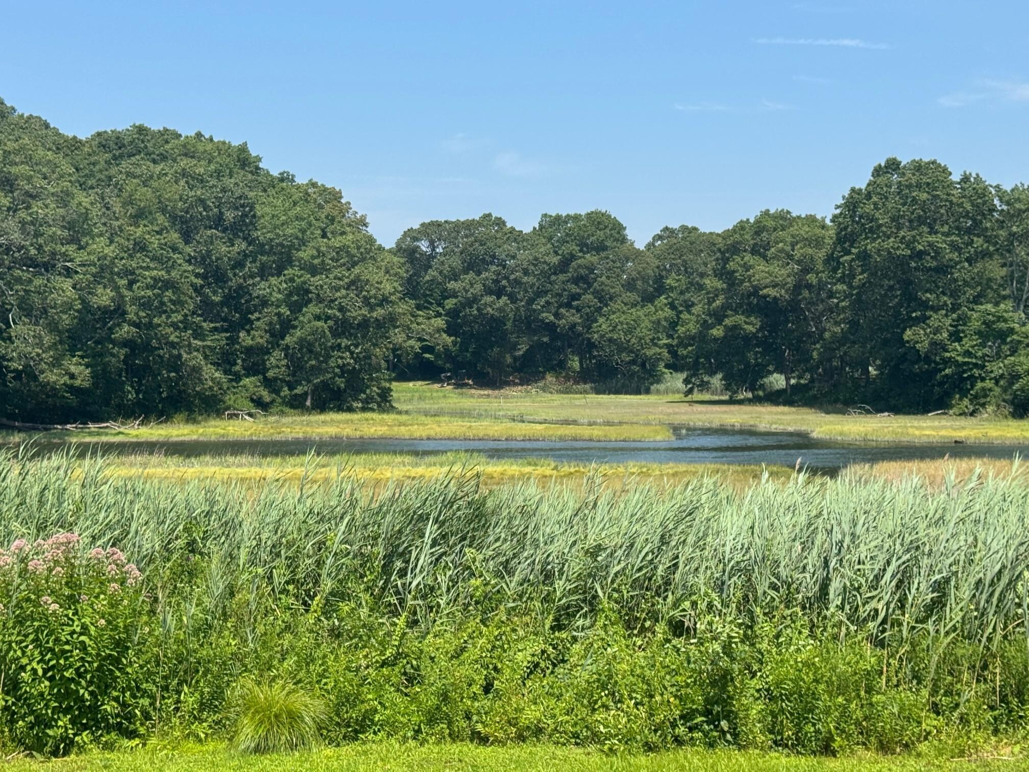 Relaxing marsh view