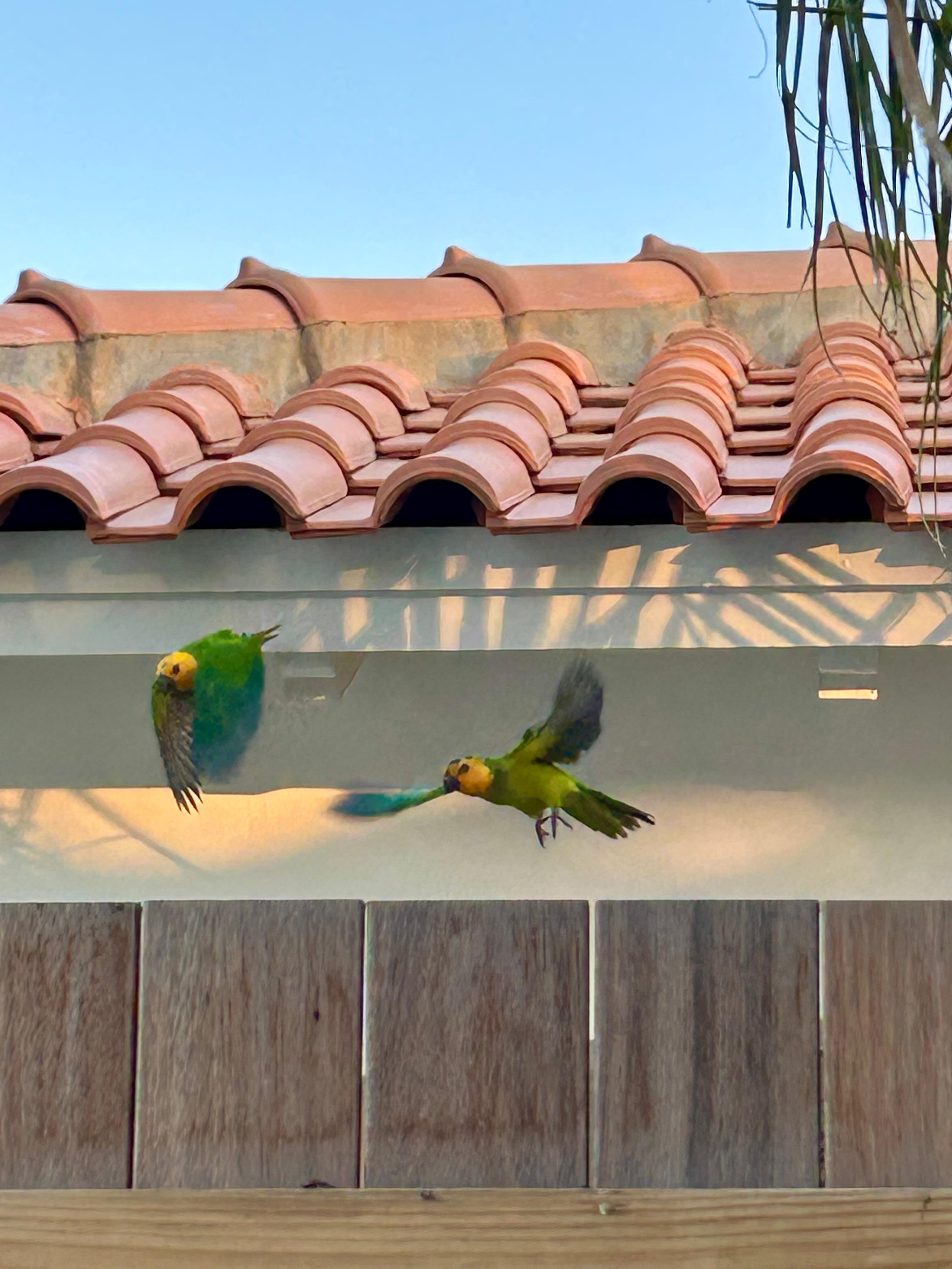Our own parrots. Loved watching their activities every day!