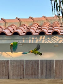 Our own parrots. Loved watching their activities every day!
