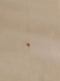 Blood on top comforter
