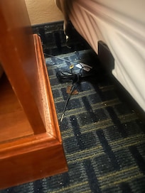 Gummy bears and leaves