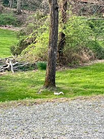 White squirrel