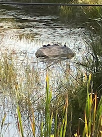 Rock by the bridge. Home to many turtles but they were shy and dove into the water when we approached with a camera.
