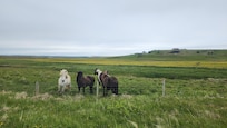 Horses