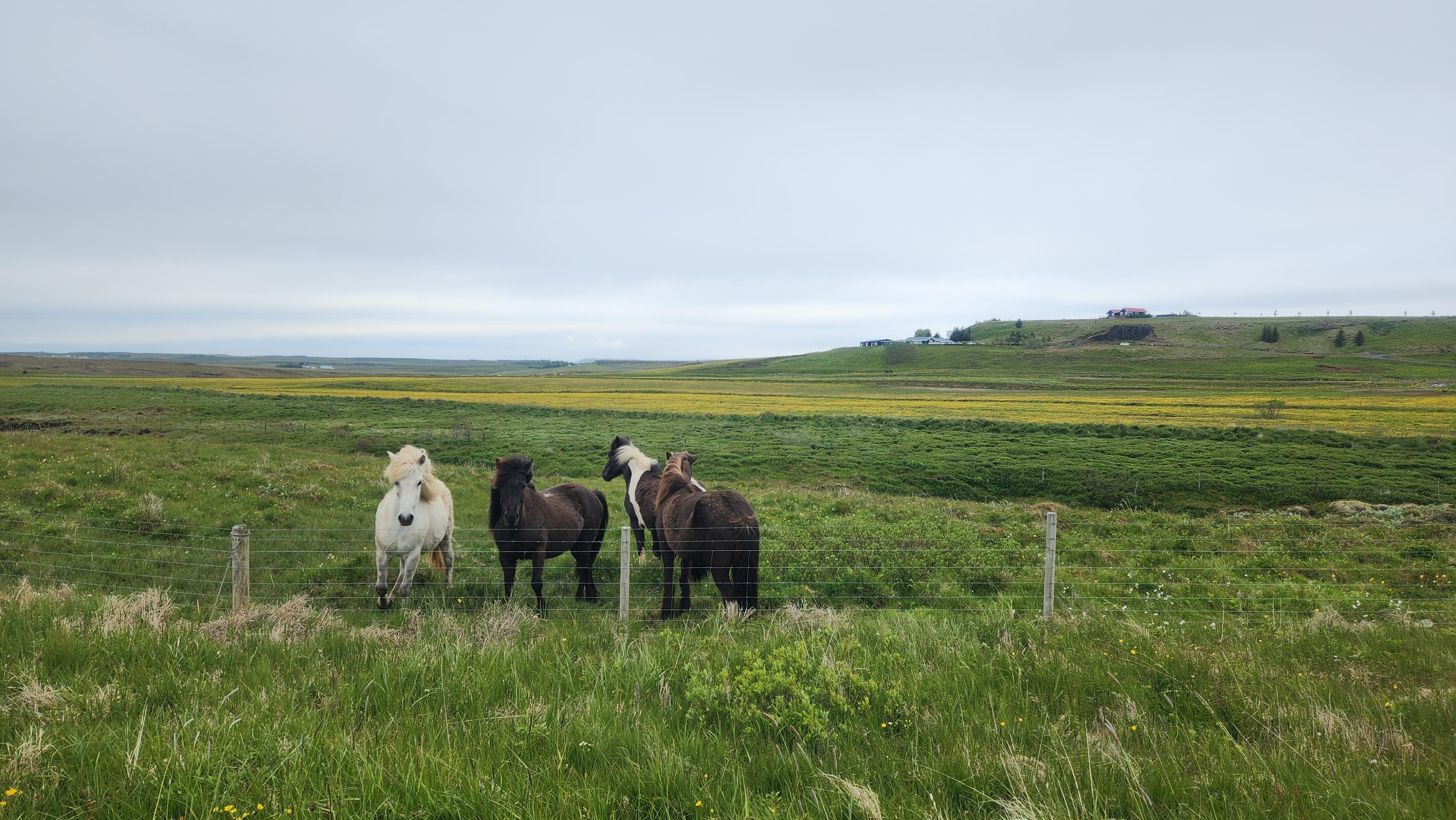 Horses