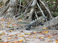 Lizard