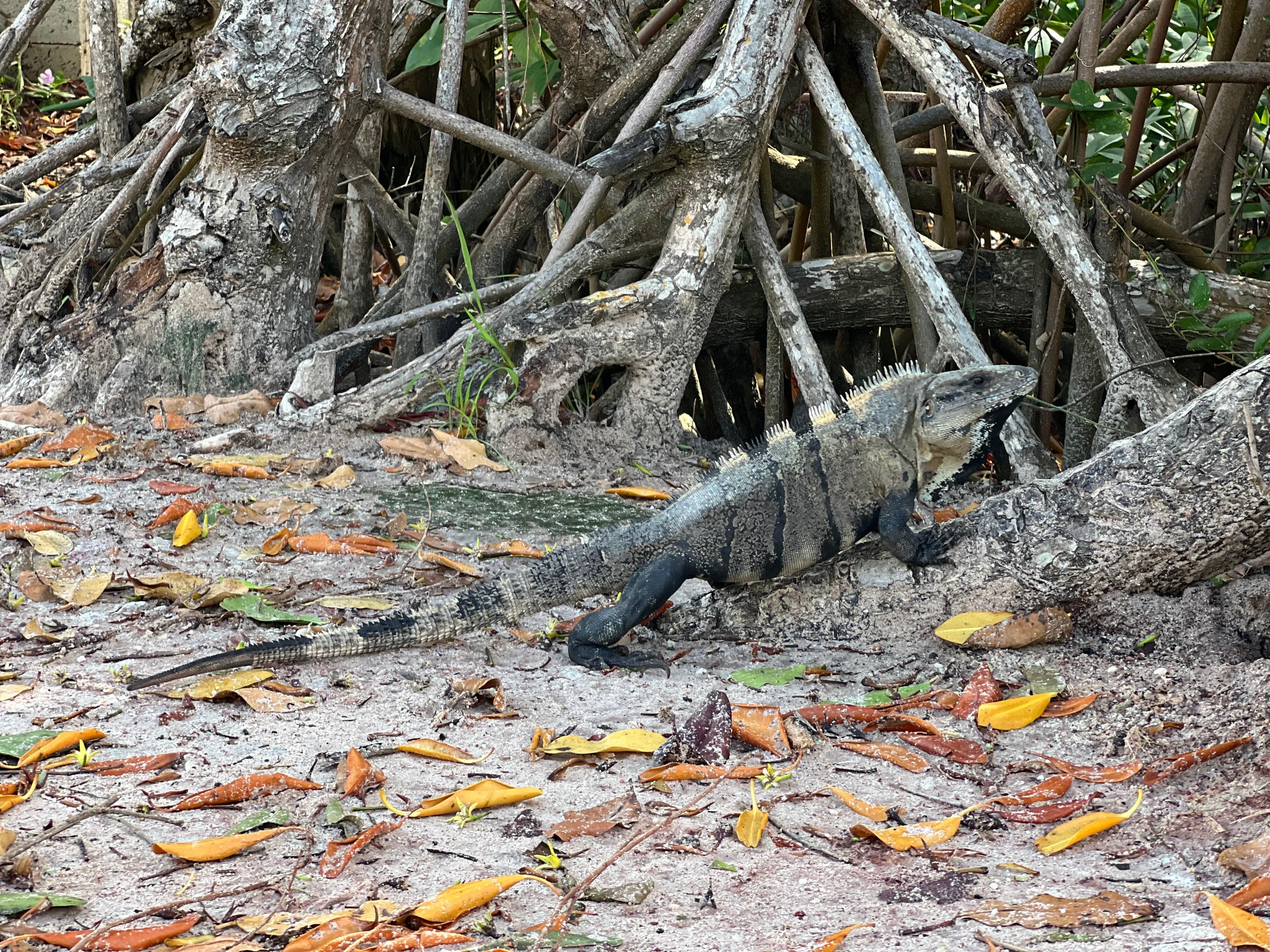 Lizard