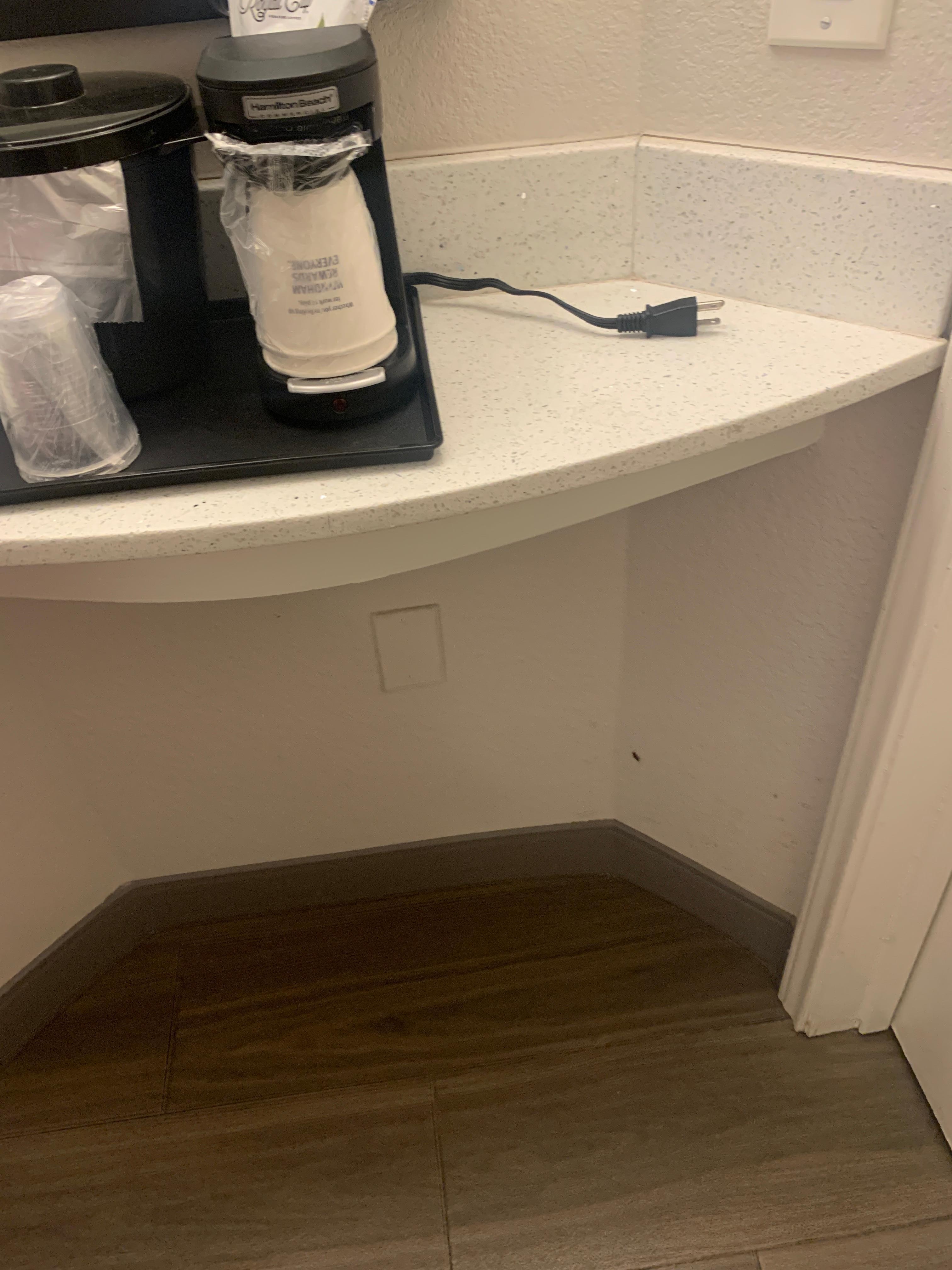 Roach crawled from coffee maker