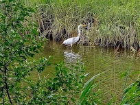 Egret hunting in the estuary