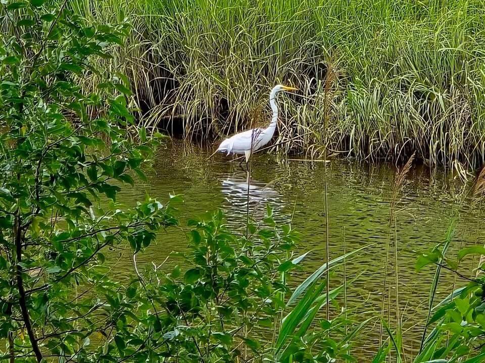 Egret hunting in the estuary