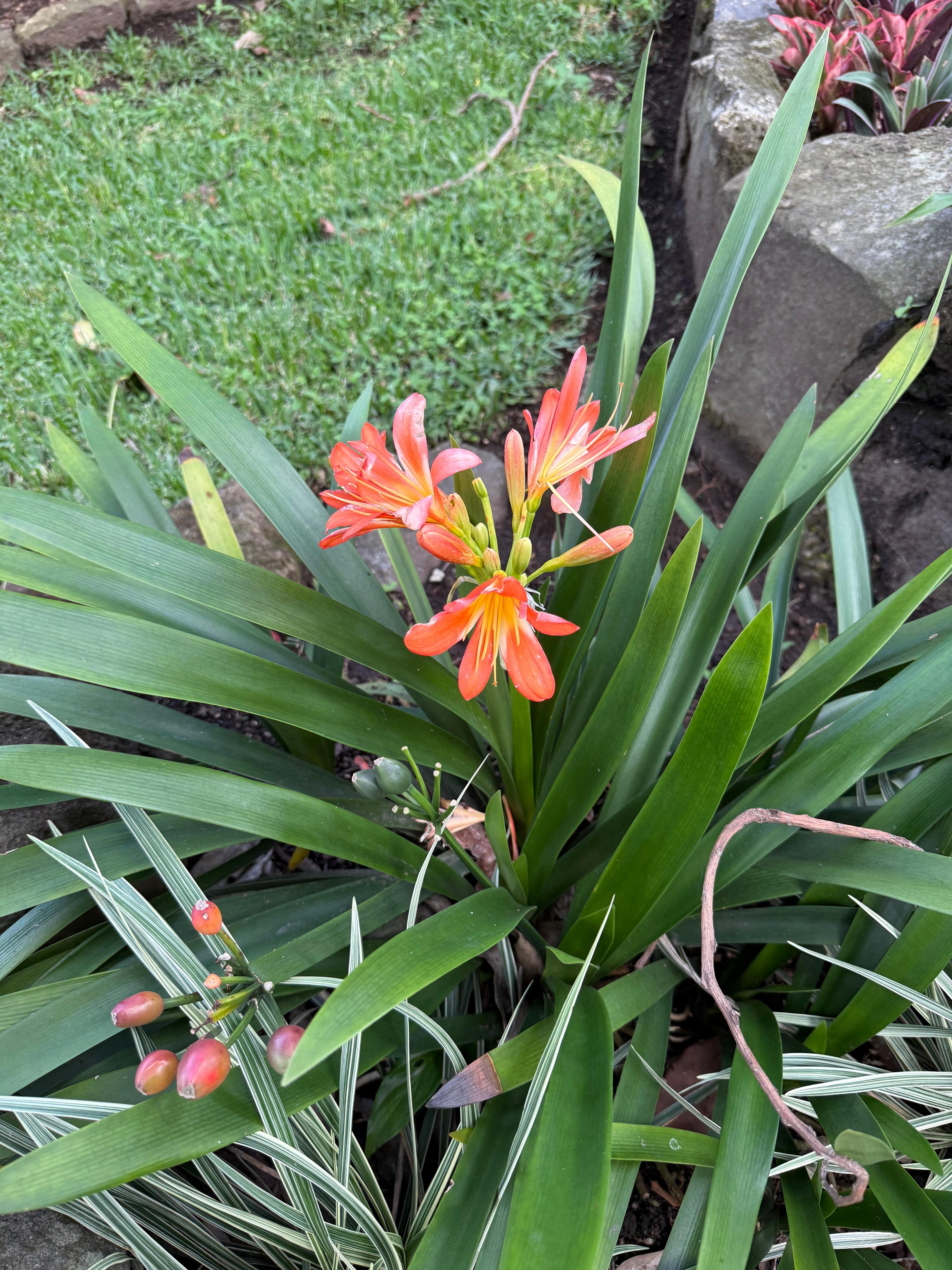 Beautiful gardens