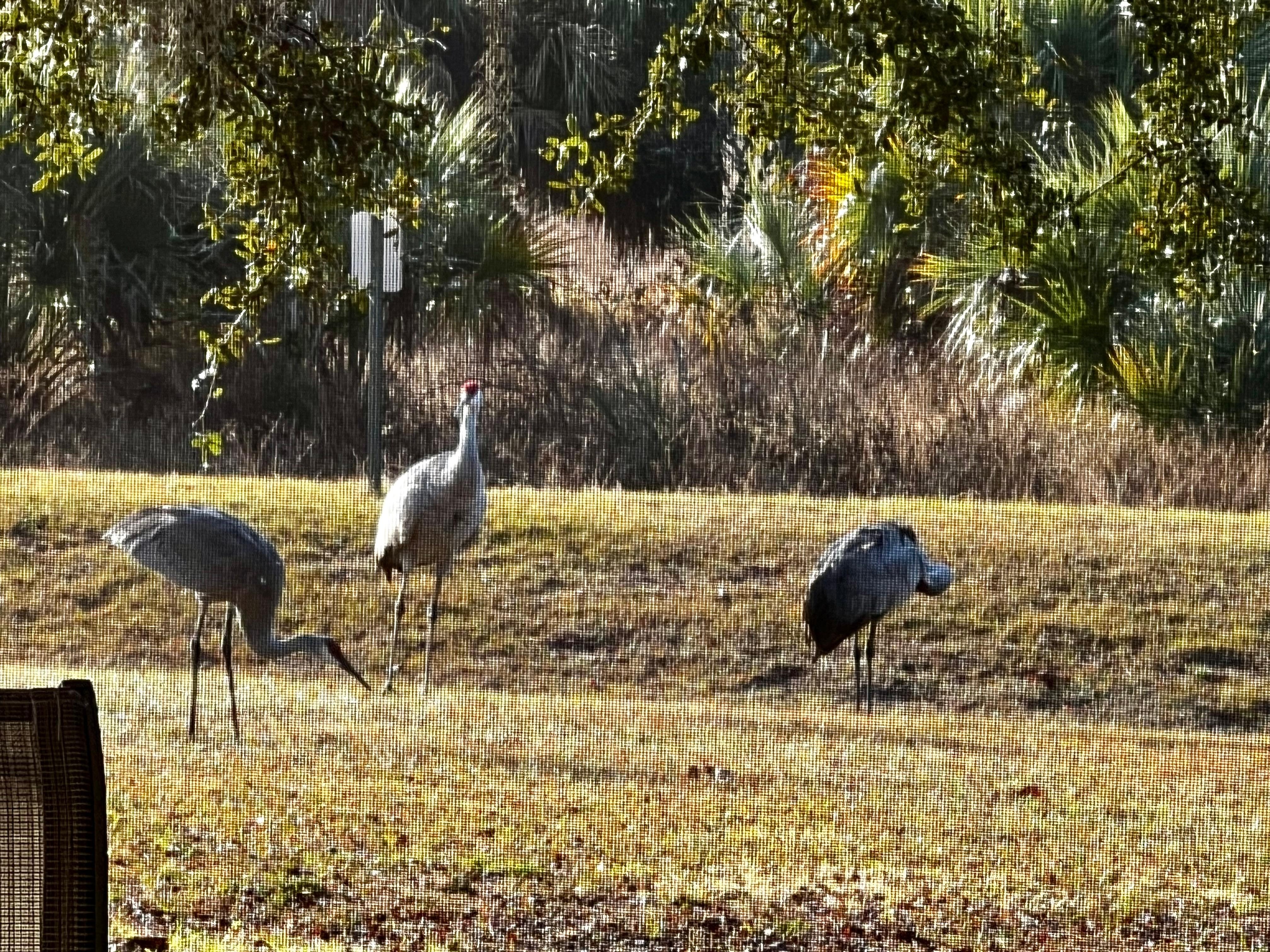 Sandhills cranes in the backyard. 