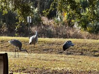 Sandhills cranes in the backyard.