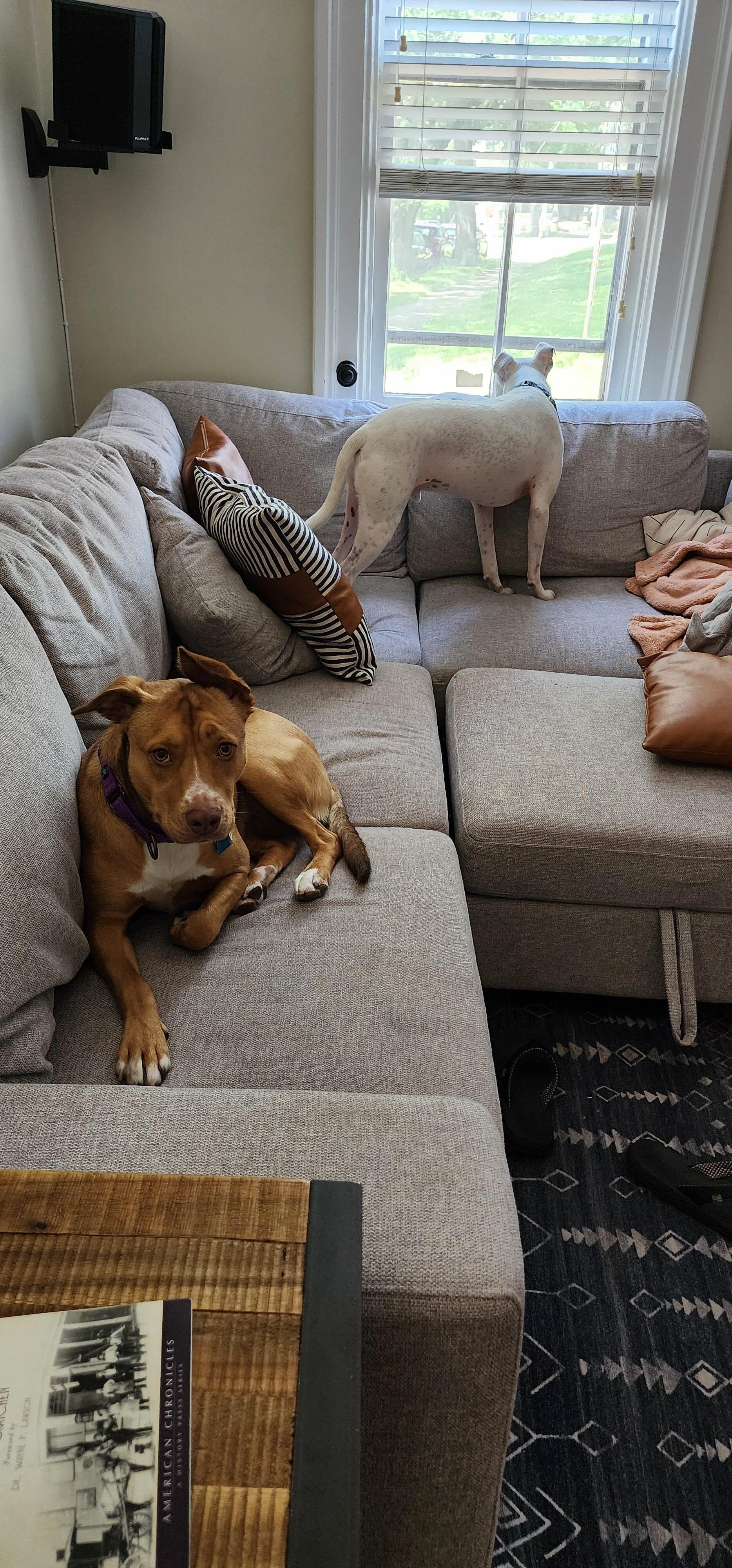 Norbert couldn't get enough of the view outside