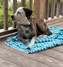Our dog, Aiden, relaxing on the front deck.
