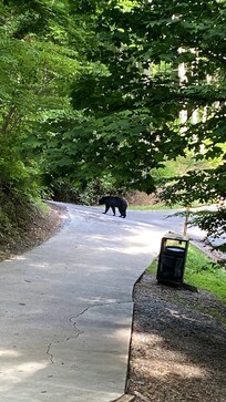 Skye and I went for a walk. Turned around at the first bear…didn’t get far. 🤣