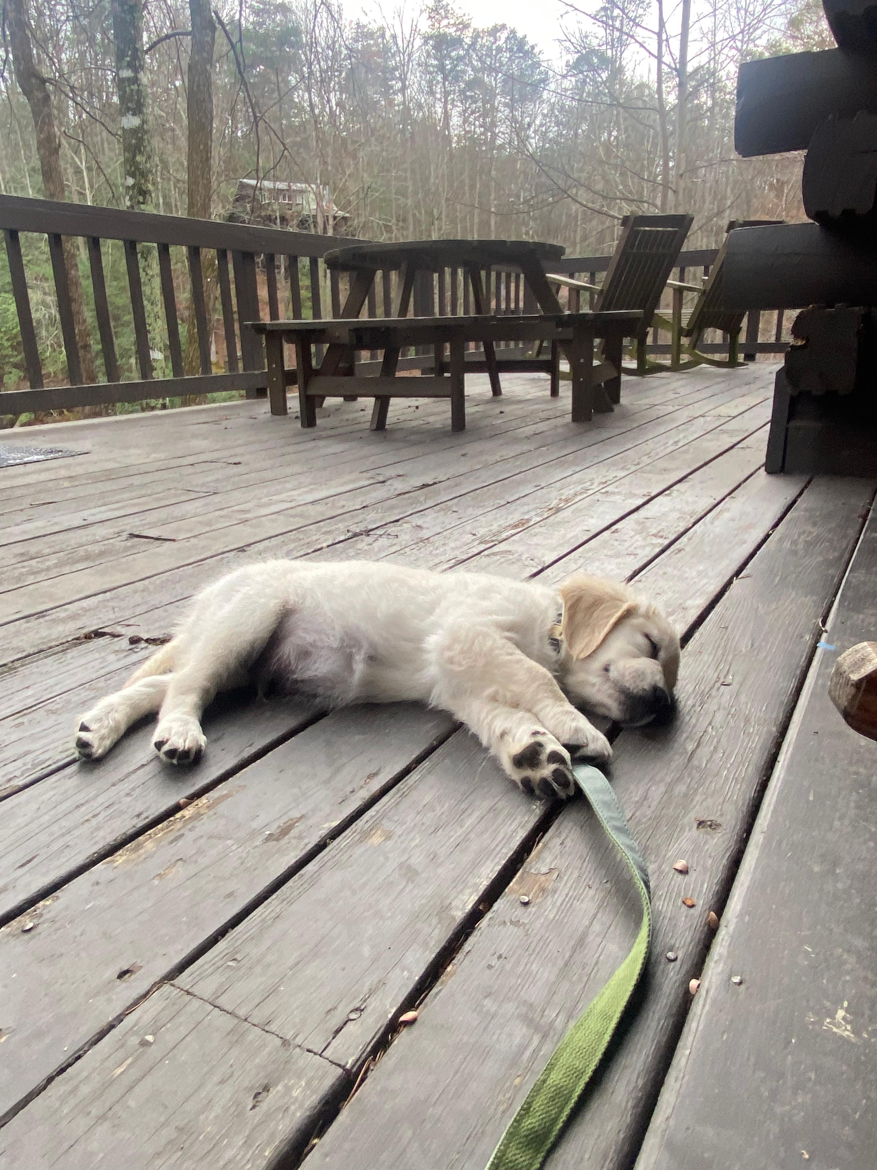 Our pup completely worn out after a full day of adventure, fast asleep on the deck.