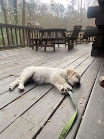 Our pup completely worn out after a full day of adventure, fast asleep on the deck.