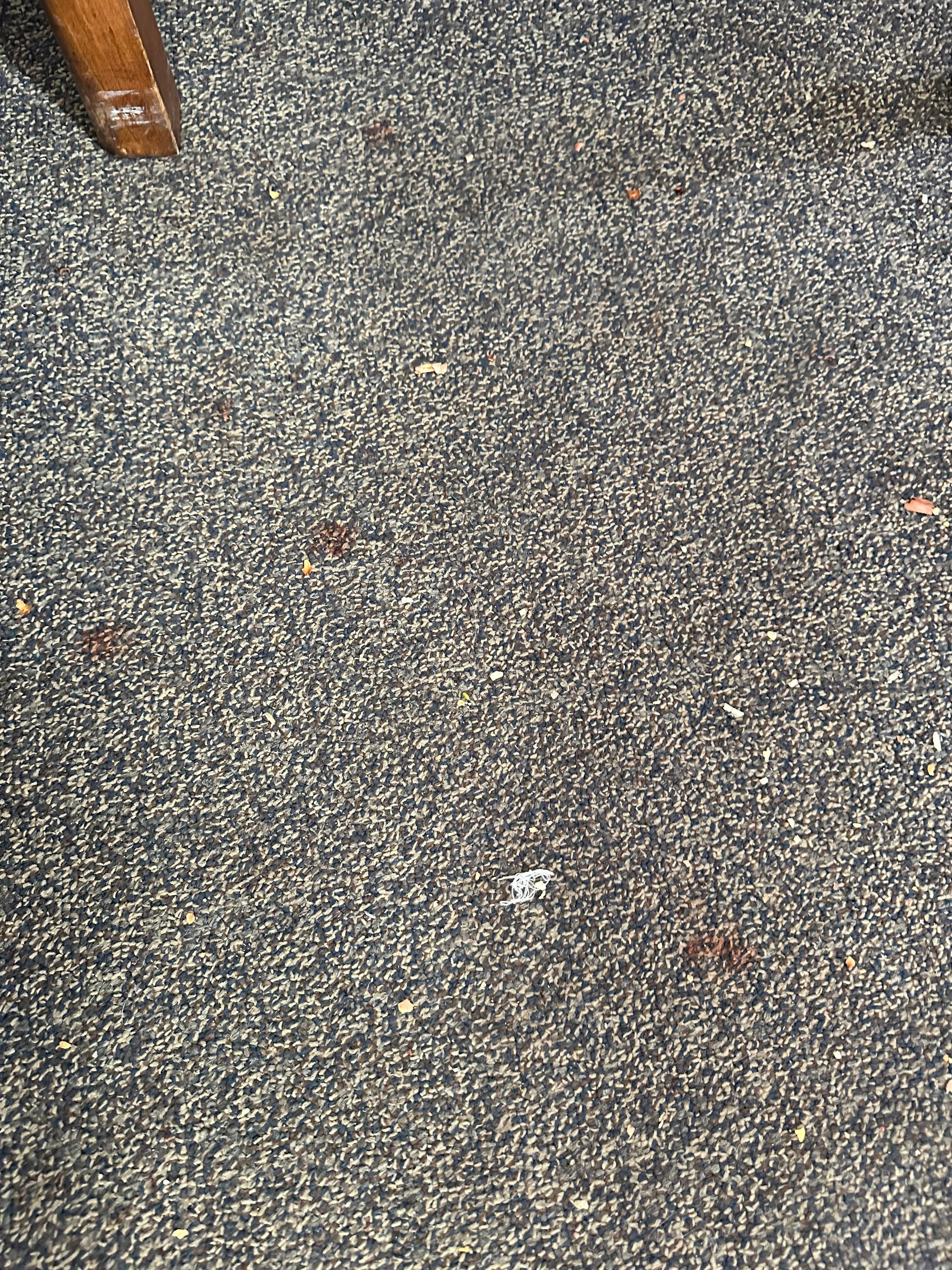 Stained carpet and did not vacuum once during our week long stay.