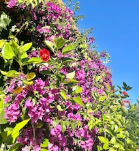 Veldig pene uteområder mellom radene med rom. Flotte trær, gress, skygge, blomster.