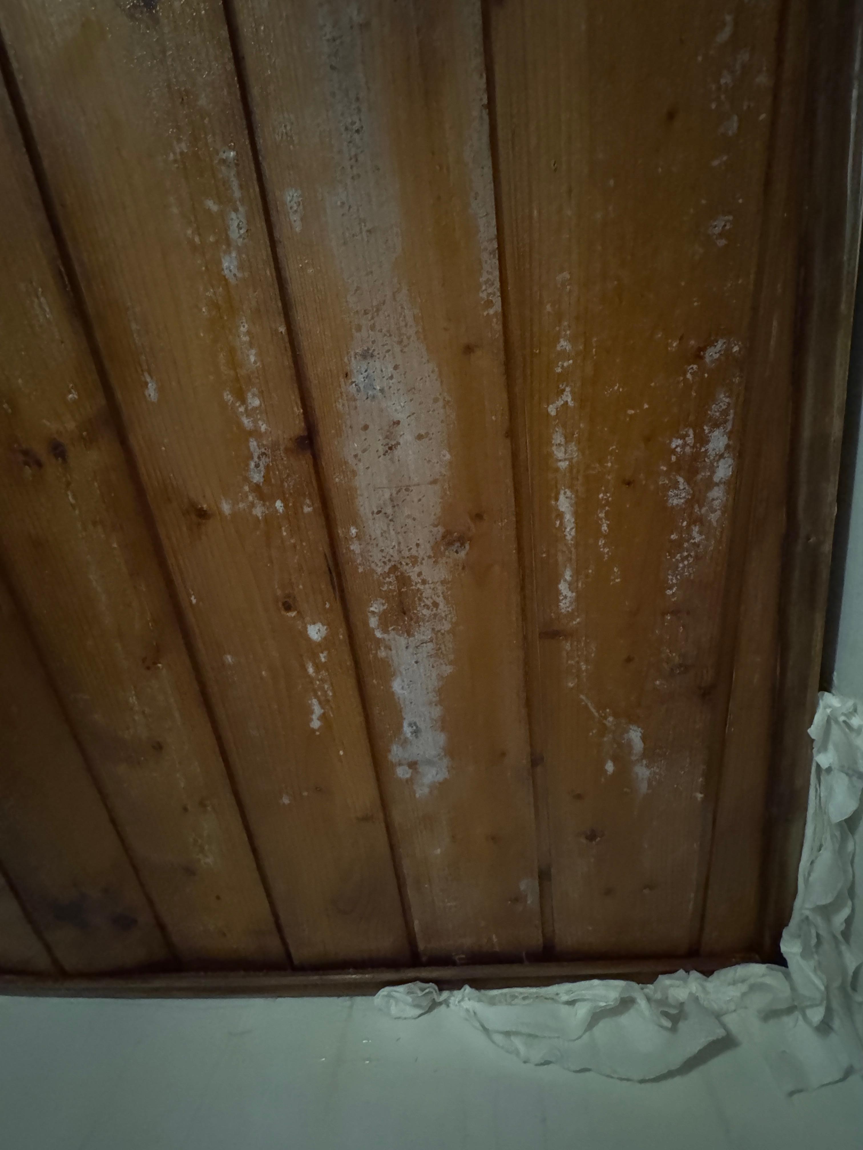 Mold everywhere in private bathroom 