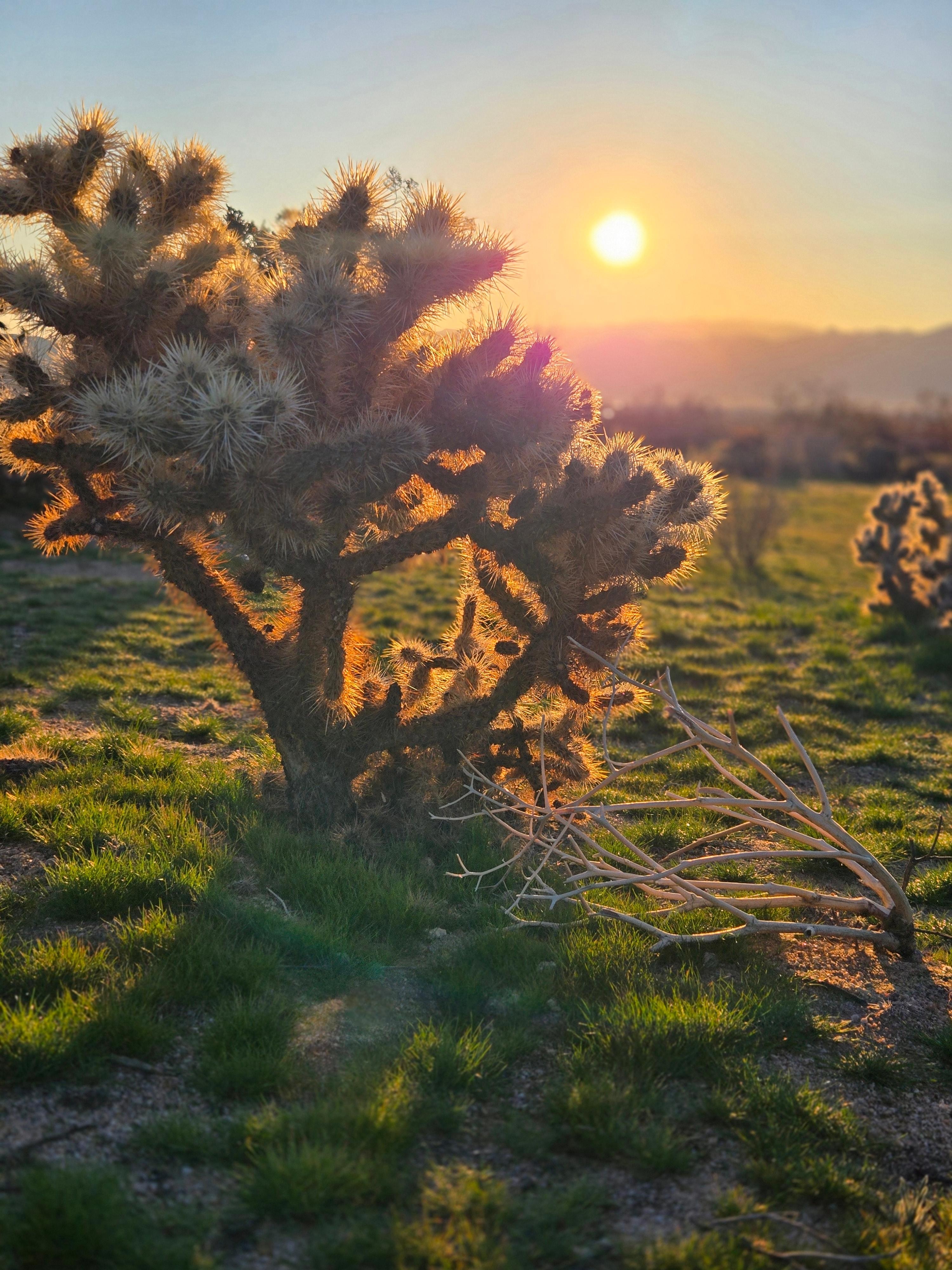 Winter morning on the property 