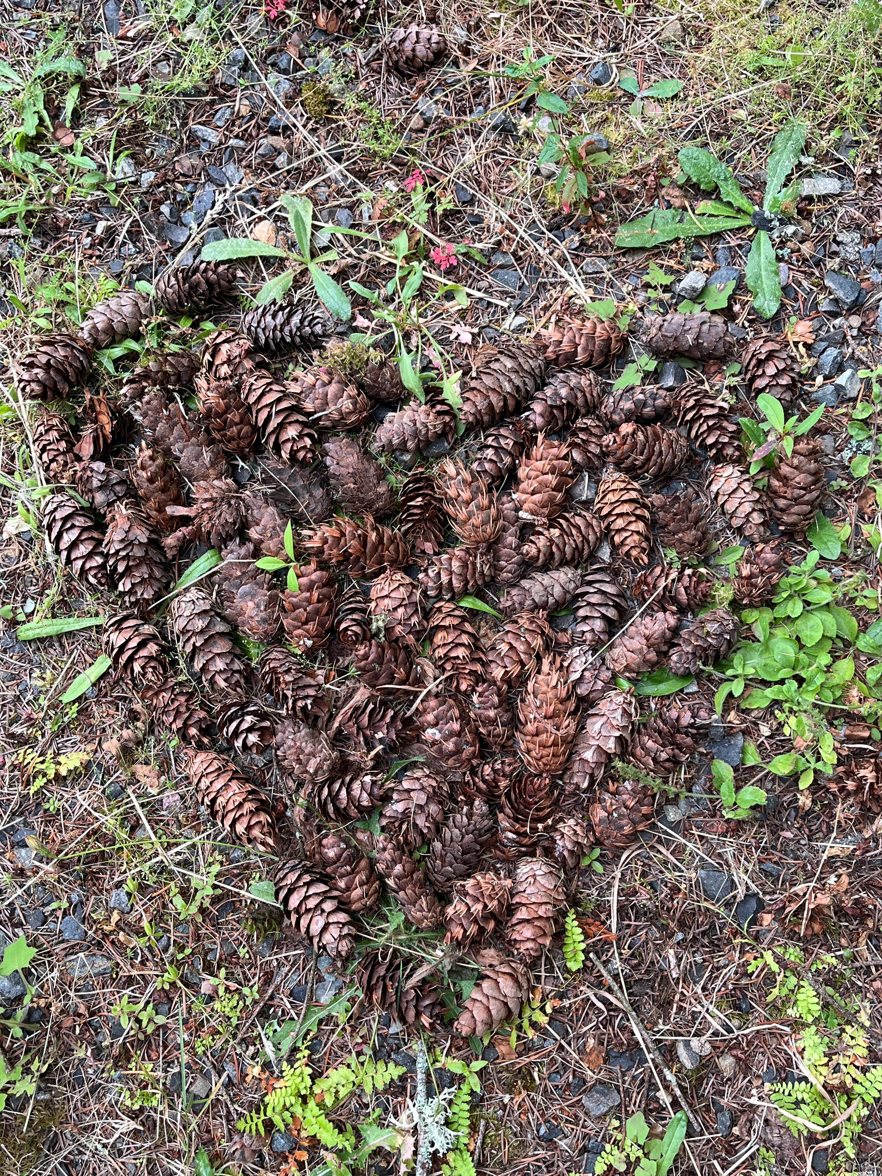 Lots of pine cones from all the huge trees!