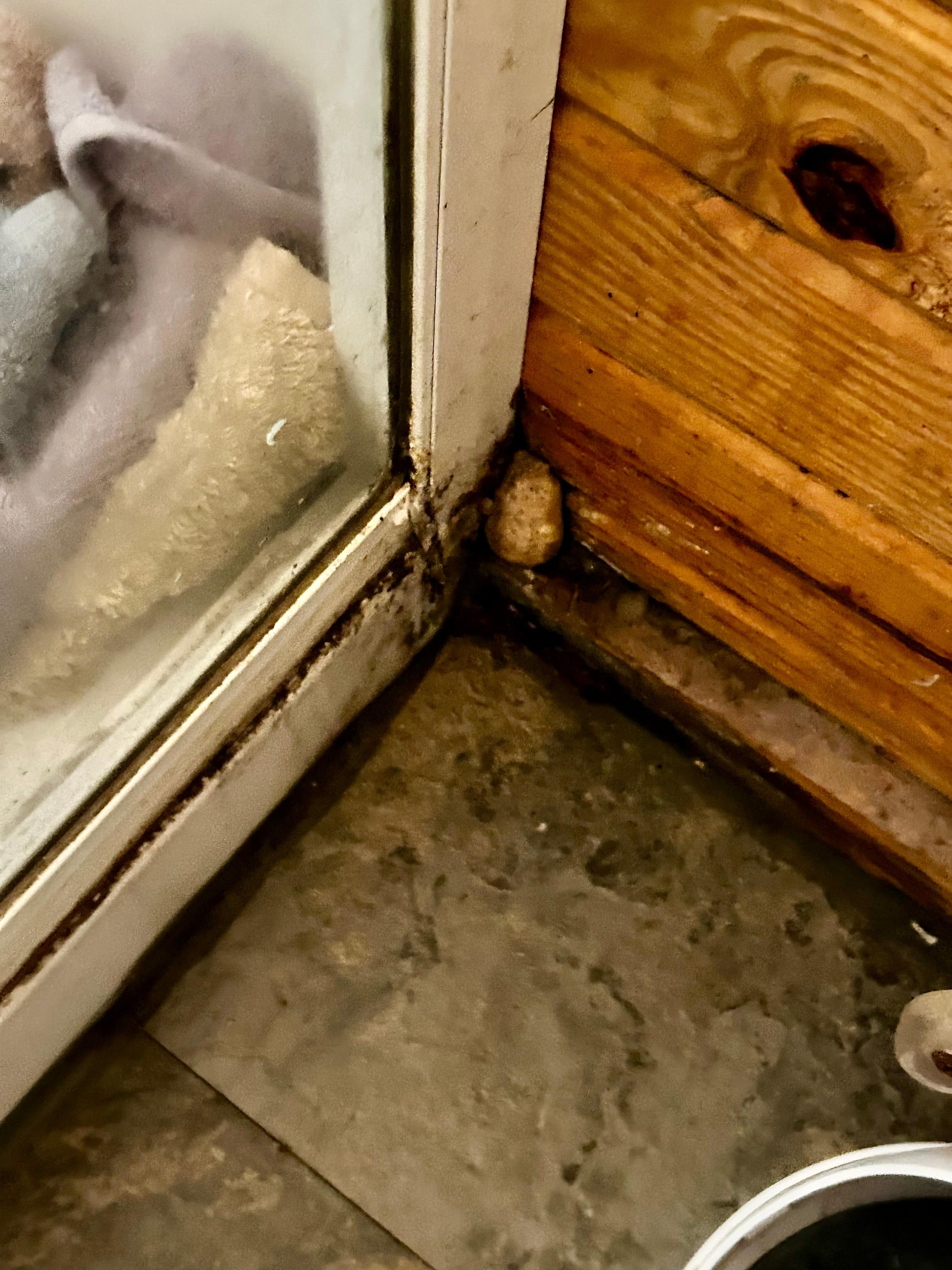 Black Mold on Floor Outside of Shower on Corner of Wall