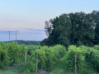 Rock Stream Vineyard at sunset.