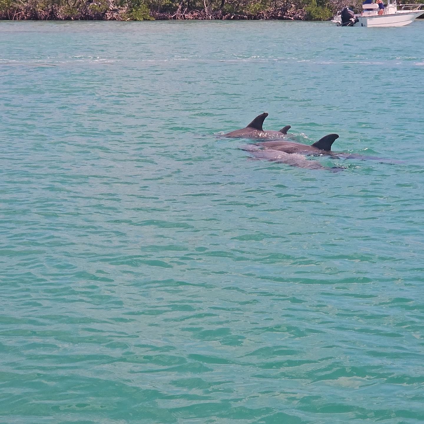Saw loads of dolphins and Manatees (the Manatees were in the canal almost everyday).