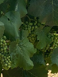 Vindrueklaser oppe i markerne