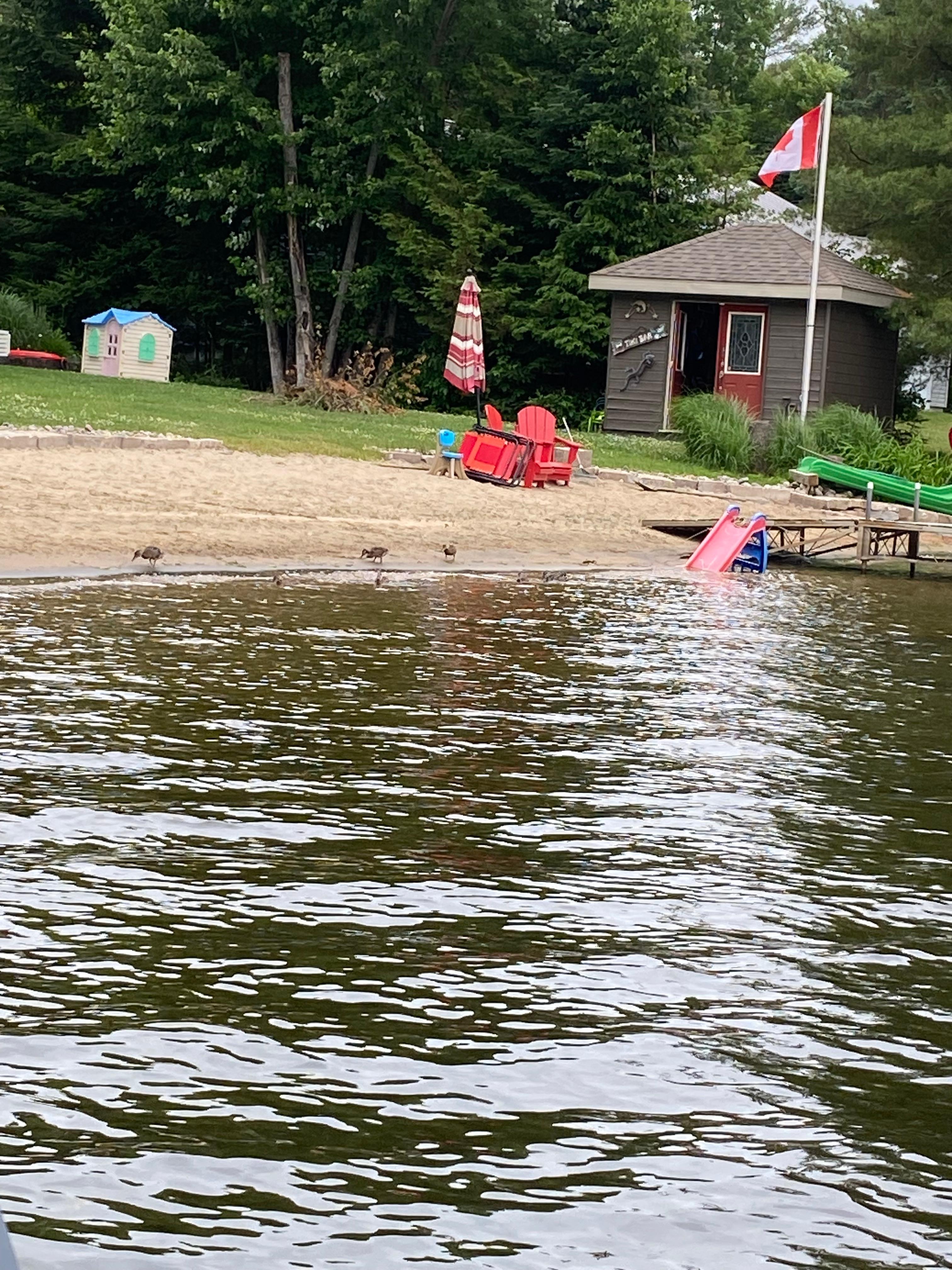 Watching ducks on the beach. 