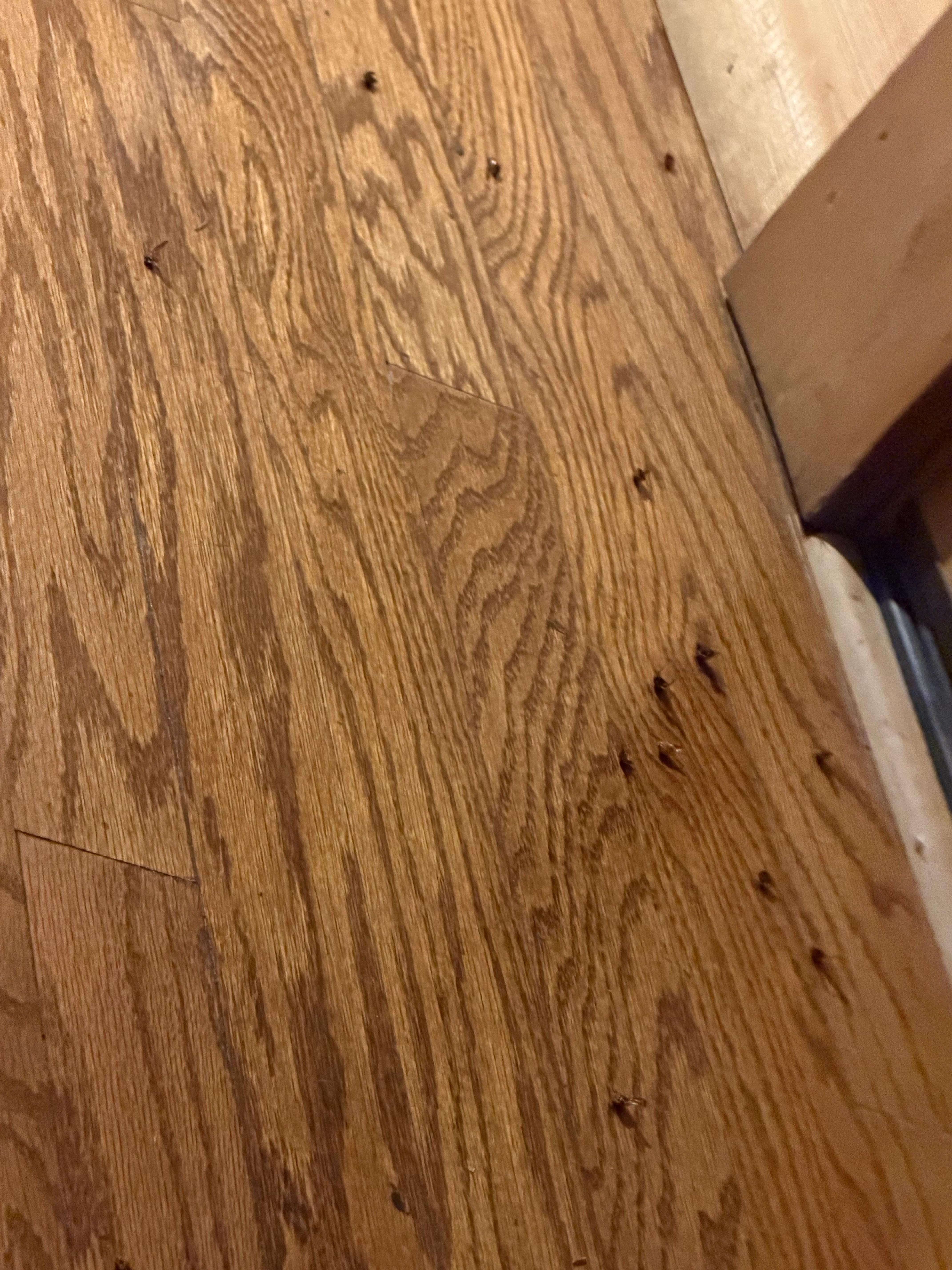 Stink bugs, Roaches, lady bugs everywhere 